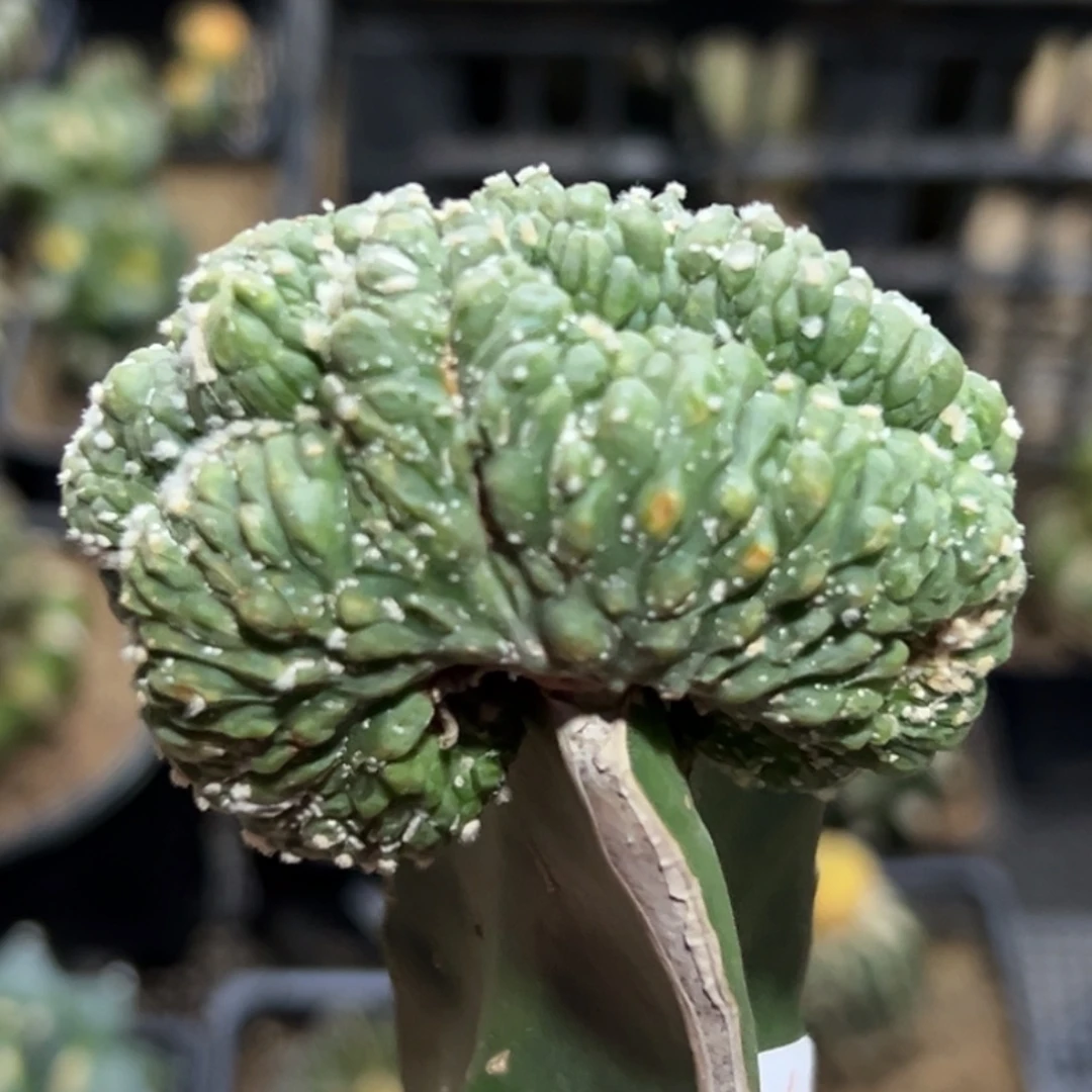 无花朵福利兜缀化296