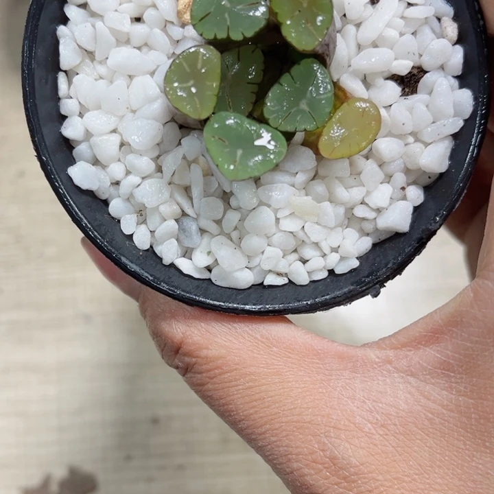 紫万象多肉植物新手好养