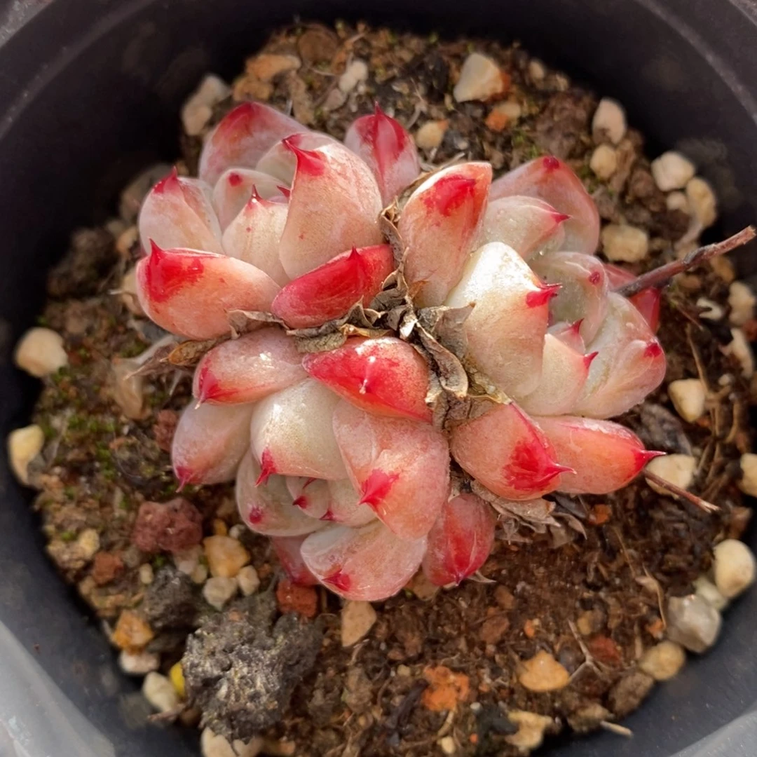 自助下单一物一拍多肉，下滑更多品种选择