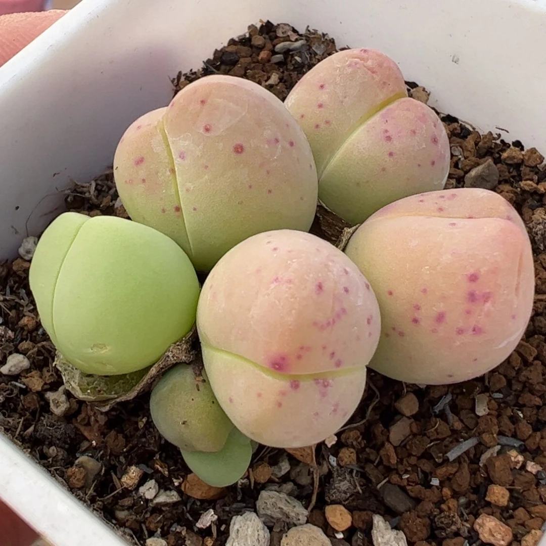 785多肉植物百科