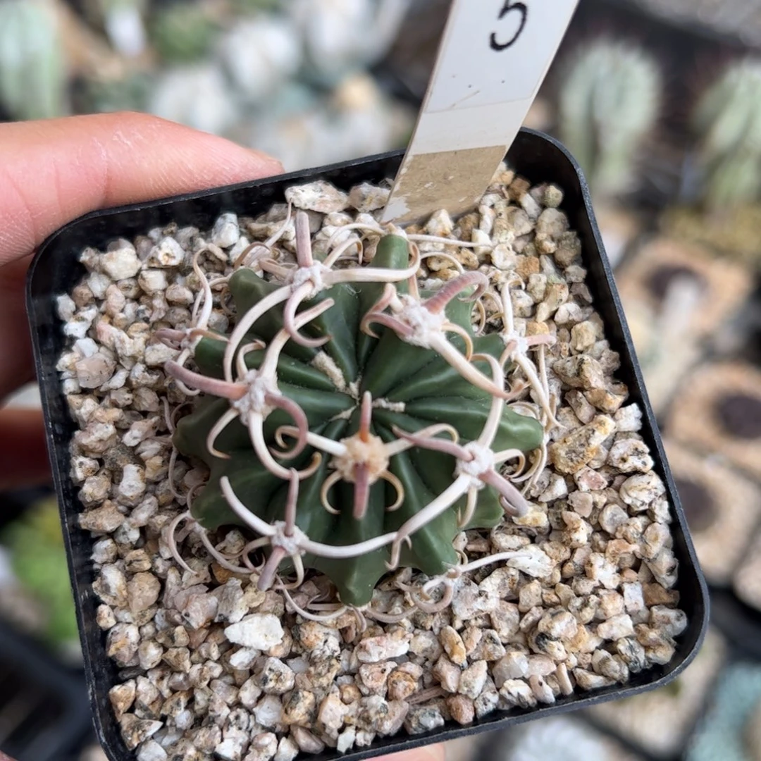 实生卷刺凌波 脱土发货多肉