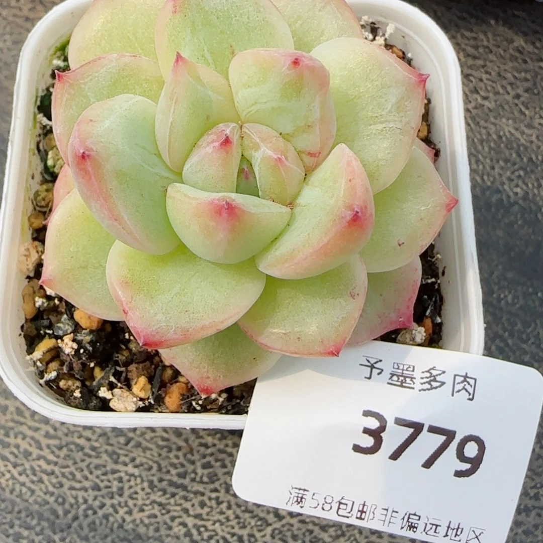 白体钻石珍妮，3779多肉