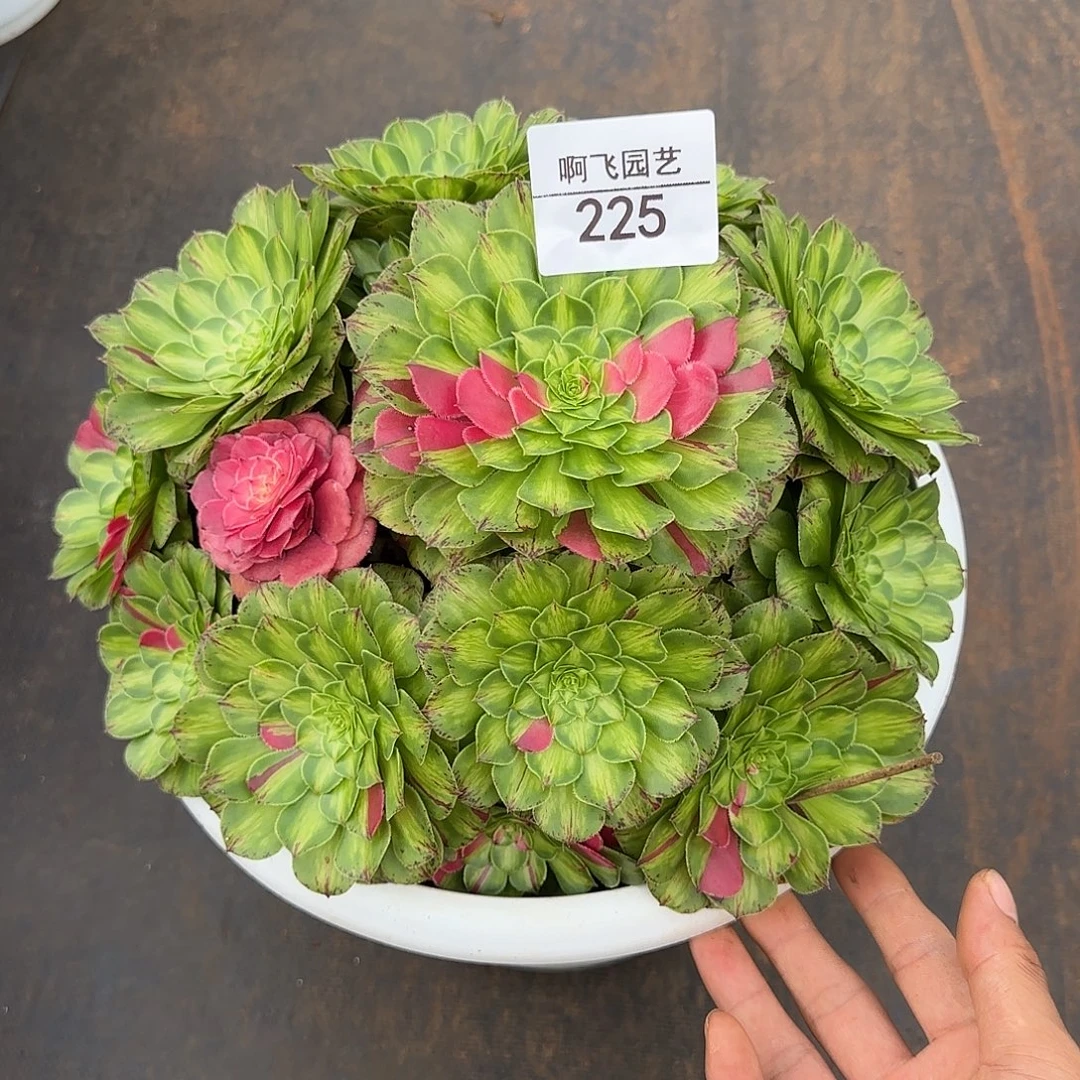 225多肉  知否福利法师
