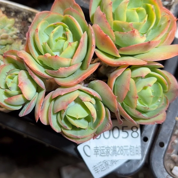 幸运的是我还没遇到过幸运