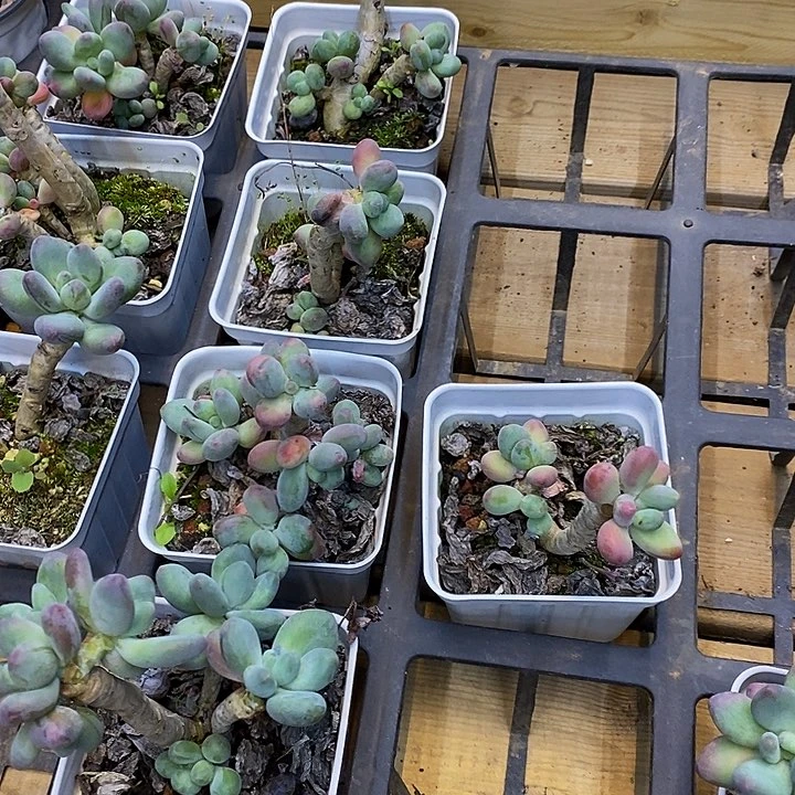 苹果奶，福利多多