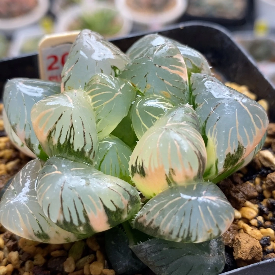 201大窗实生玉露锦一物一拍
