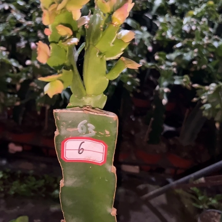 细***…，6号带盆063嫁接苗