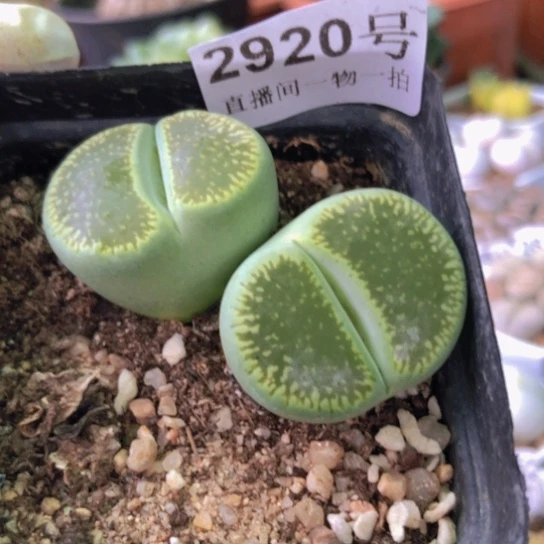 2920，补差价如图一物一拍