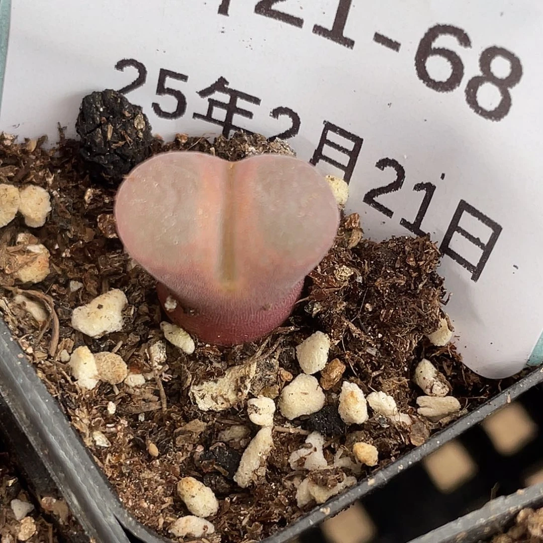 21-68红风铃多肉植物