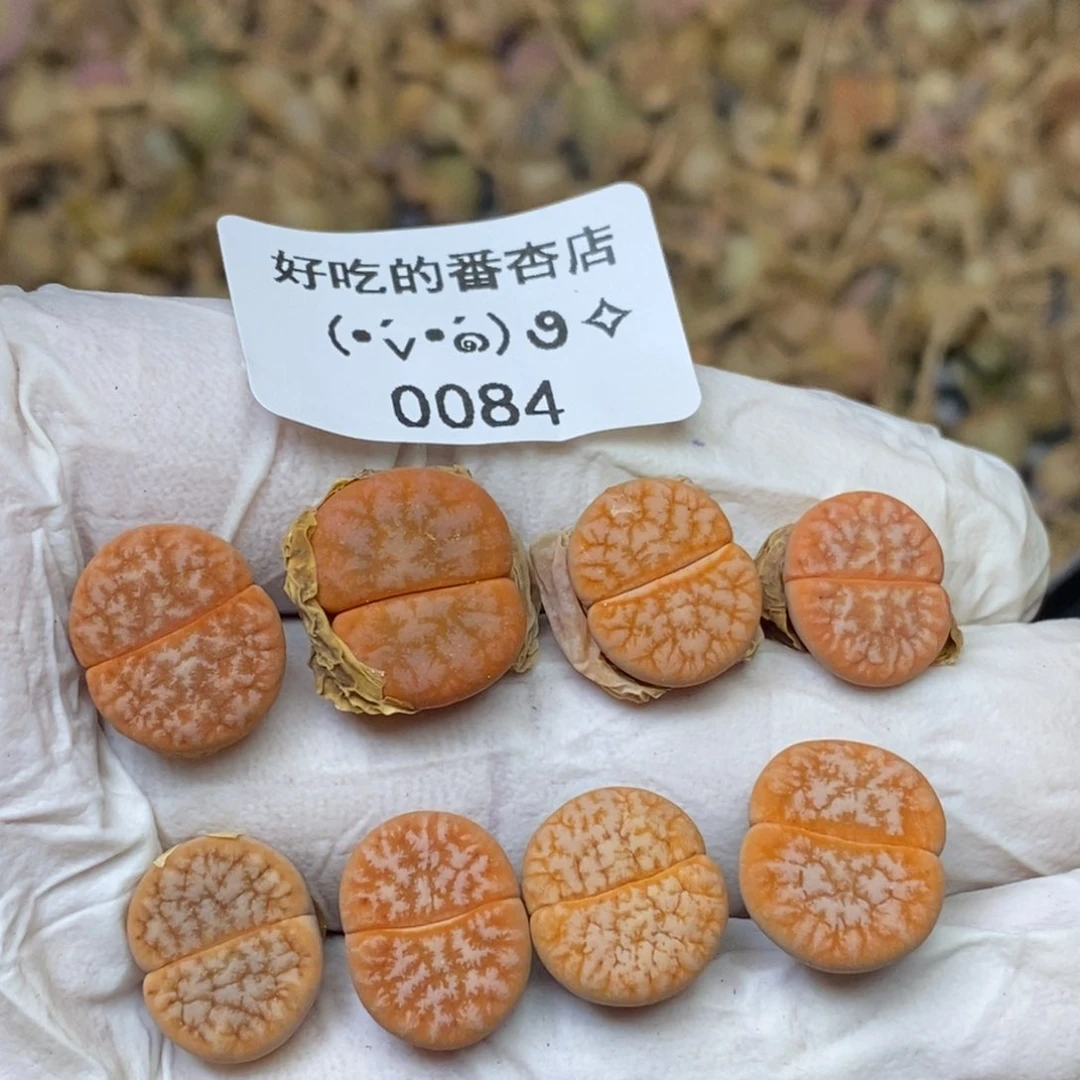 0084。零下拍保温.18包邮.