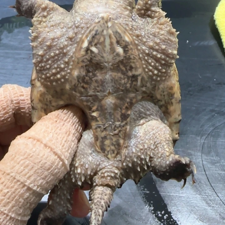 实***械小鳄龟母不分公母