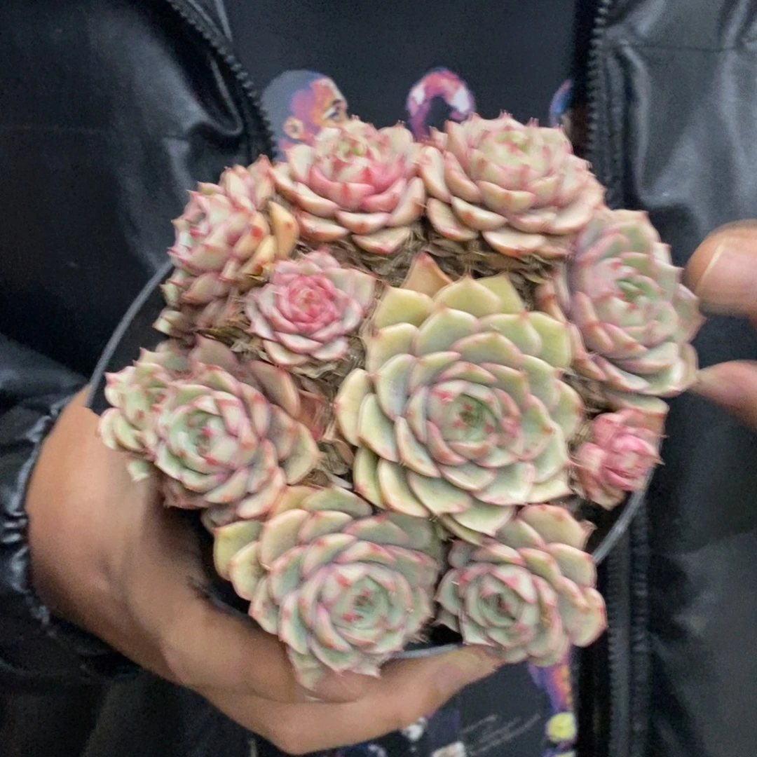 苯巴蒂斯手捧老桩