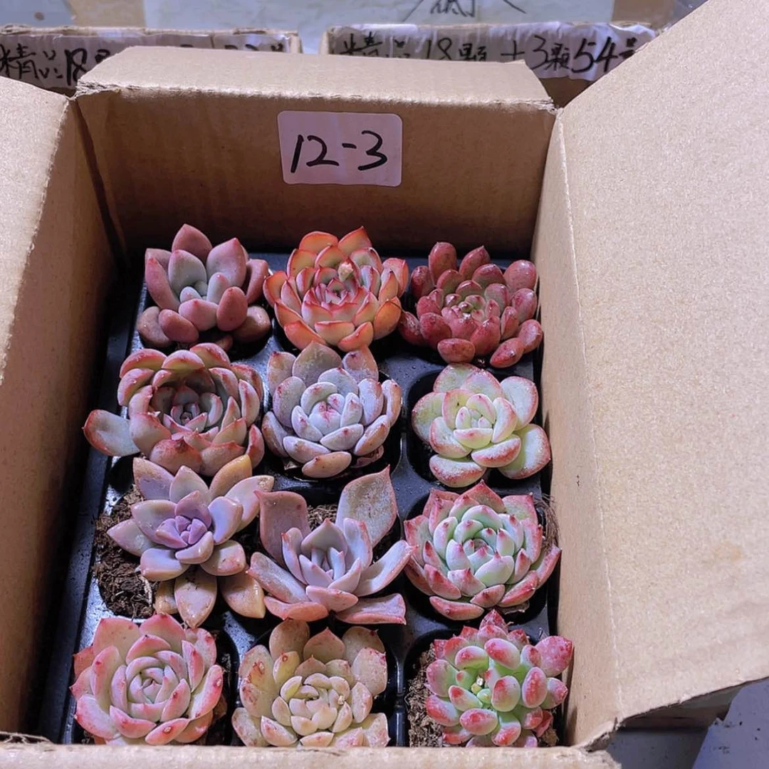 【闪购商品】12颗-3