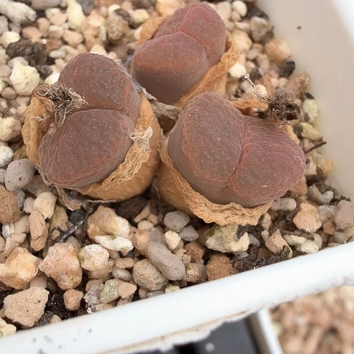 红风铃dbdjdkdbdjsbdjdvssjd