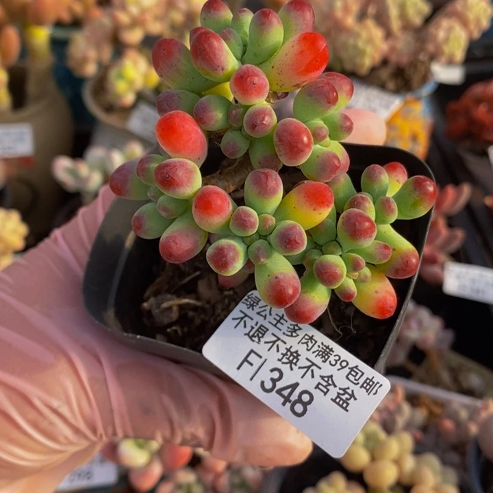 乙女心6cm348多肉植物