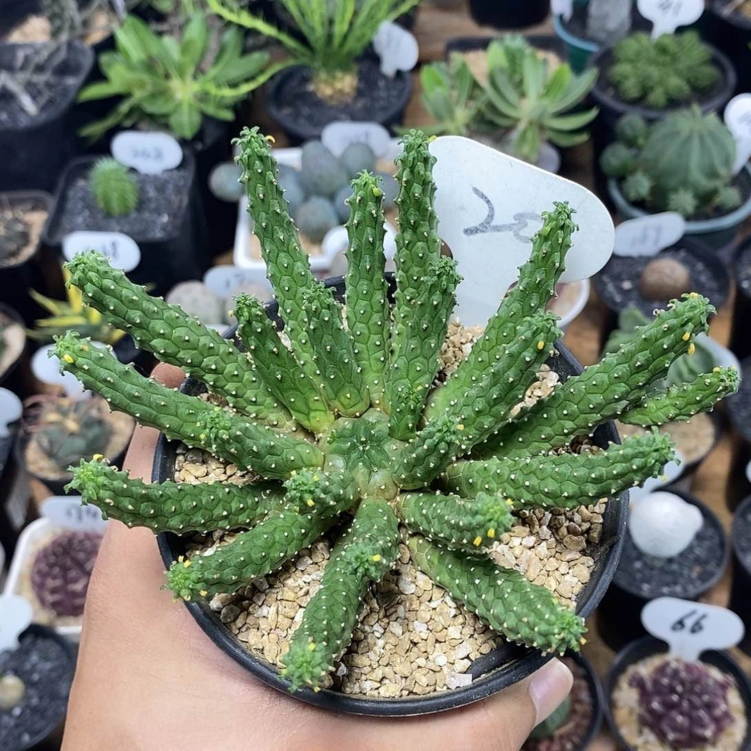 实生九头龙大戟20号12cm