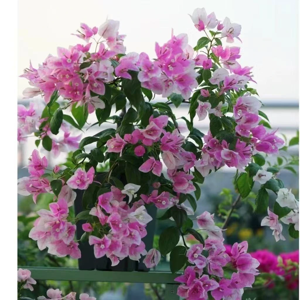 【新疆包邮】三角梅章红樱大苗庭院阳台植物
