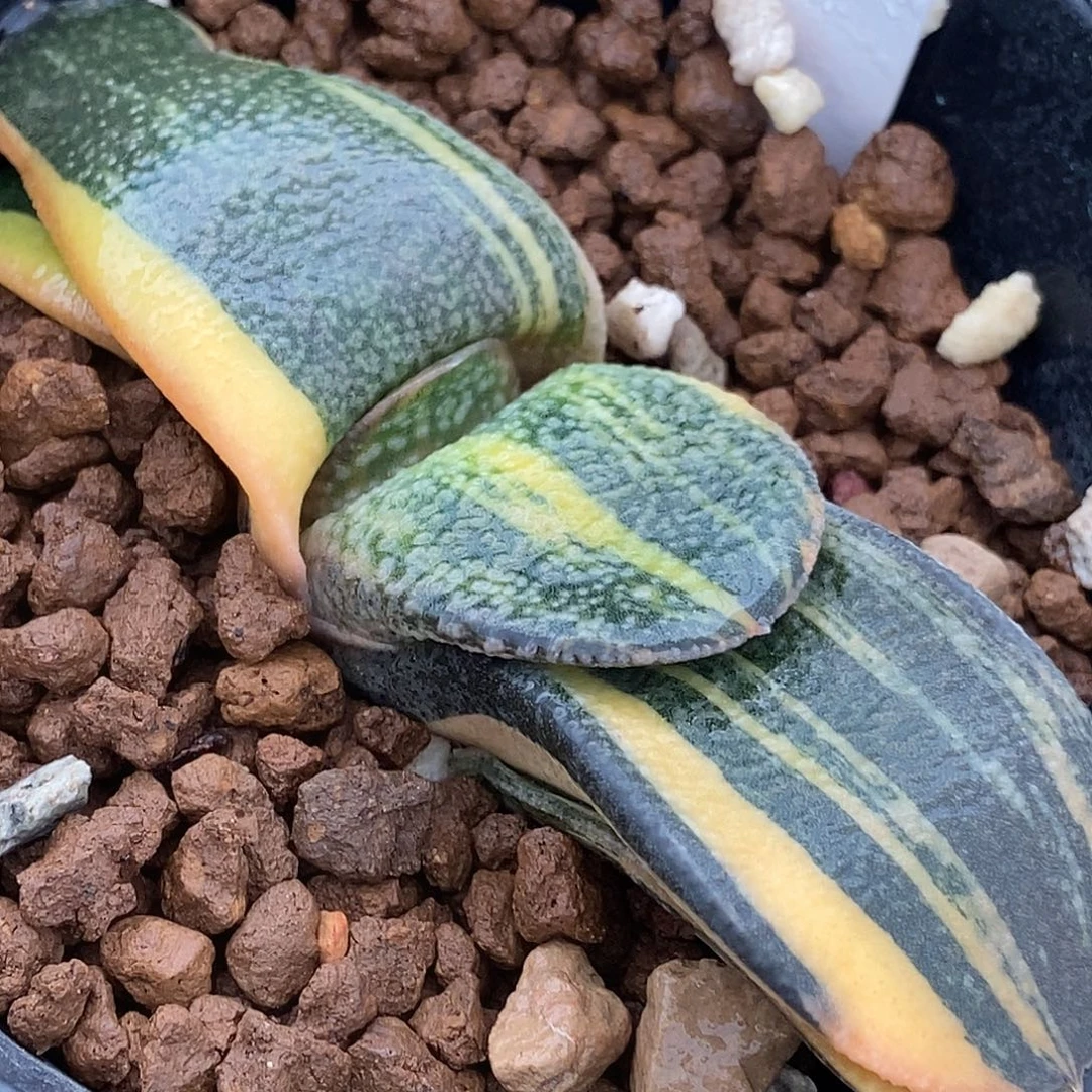 291卧牛实生锦带盆发货