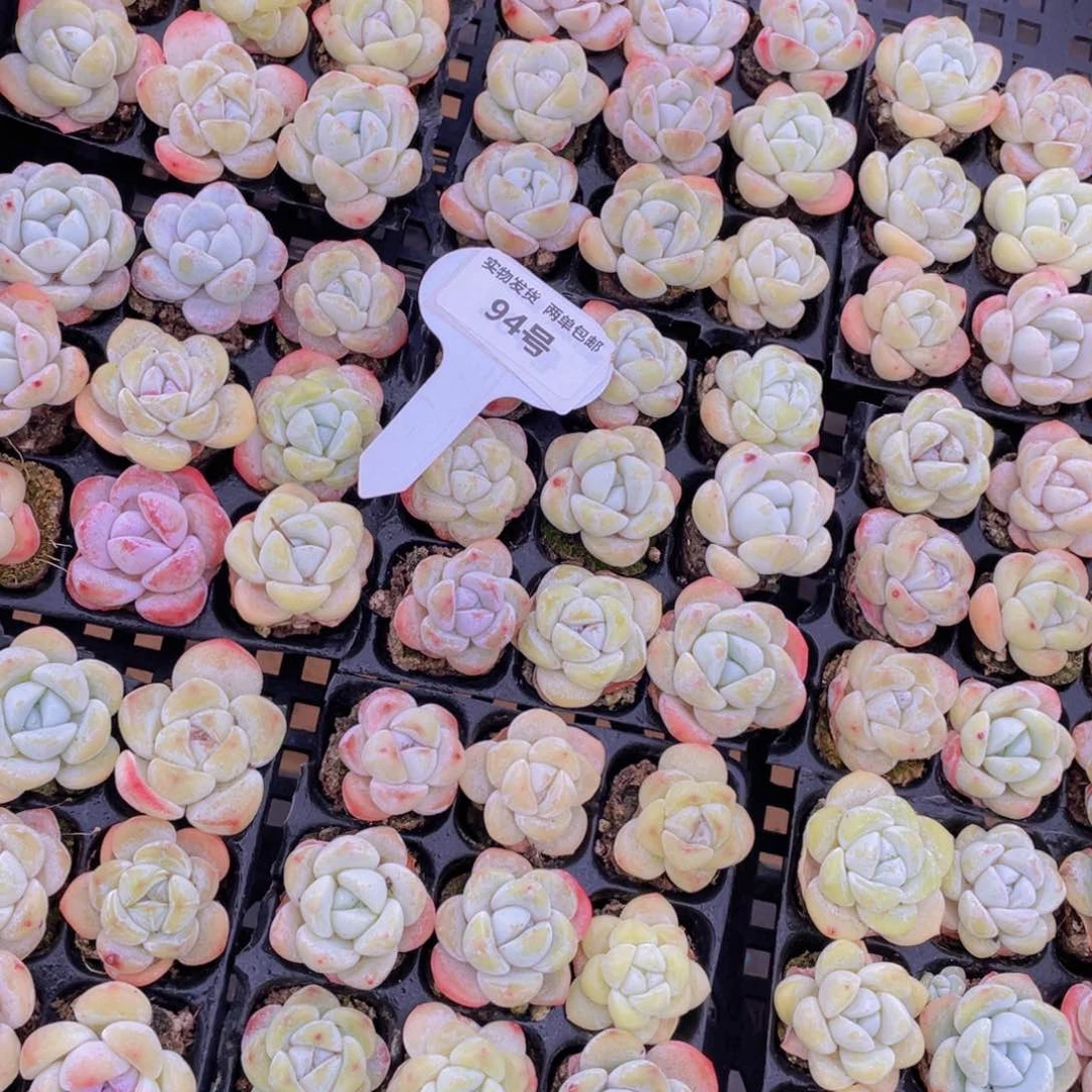 94号奶油小白兔组合九个