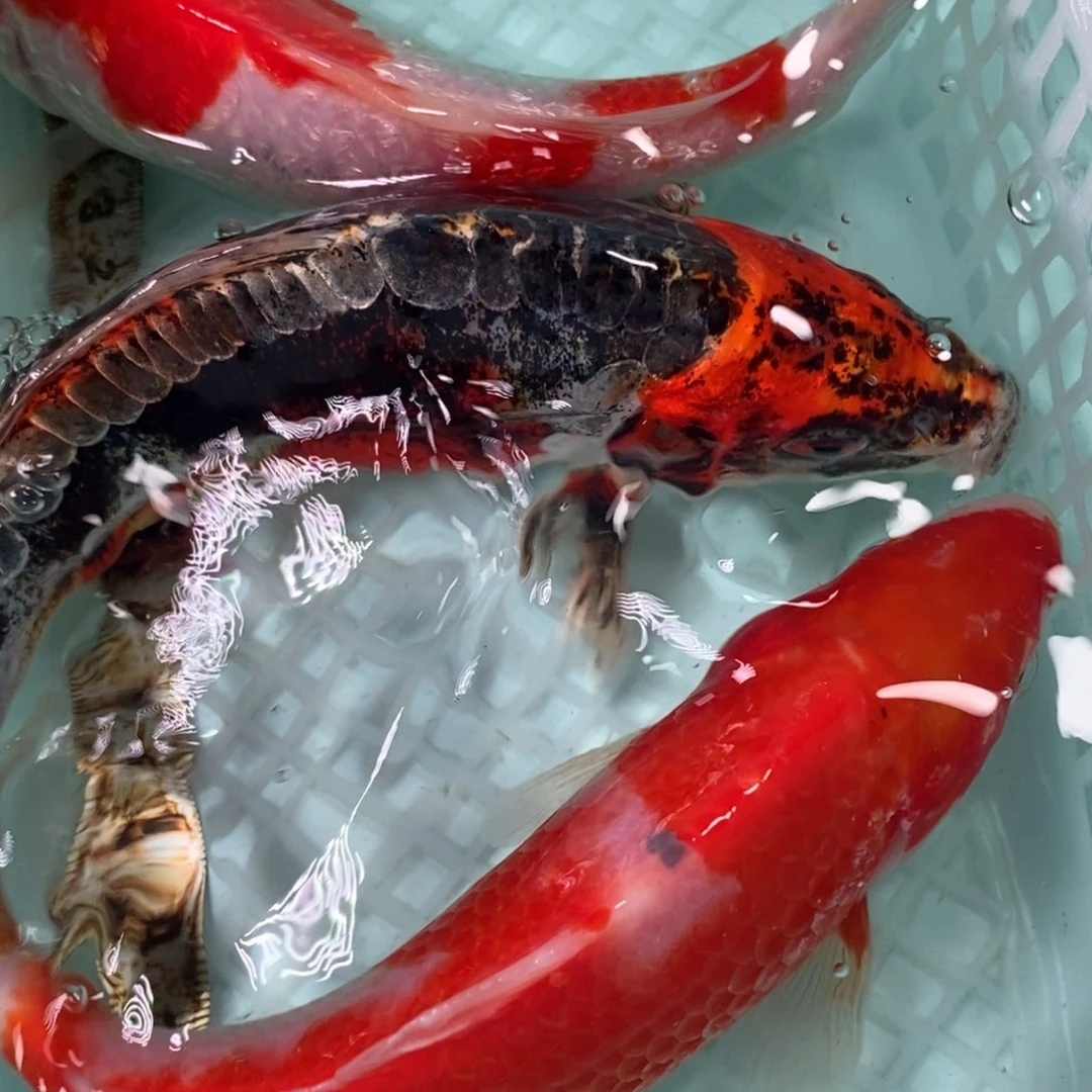 锦鲤冷水锦鲤包邮