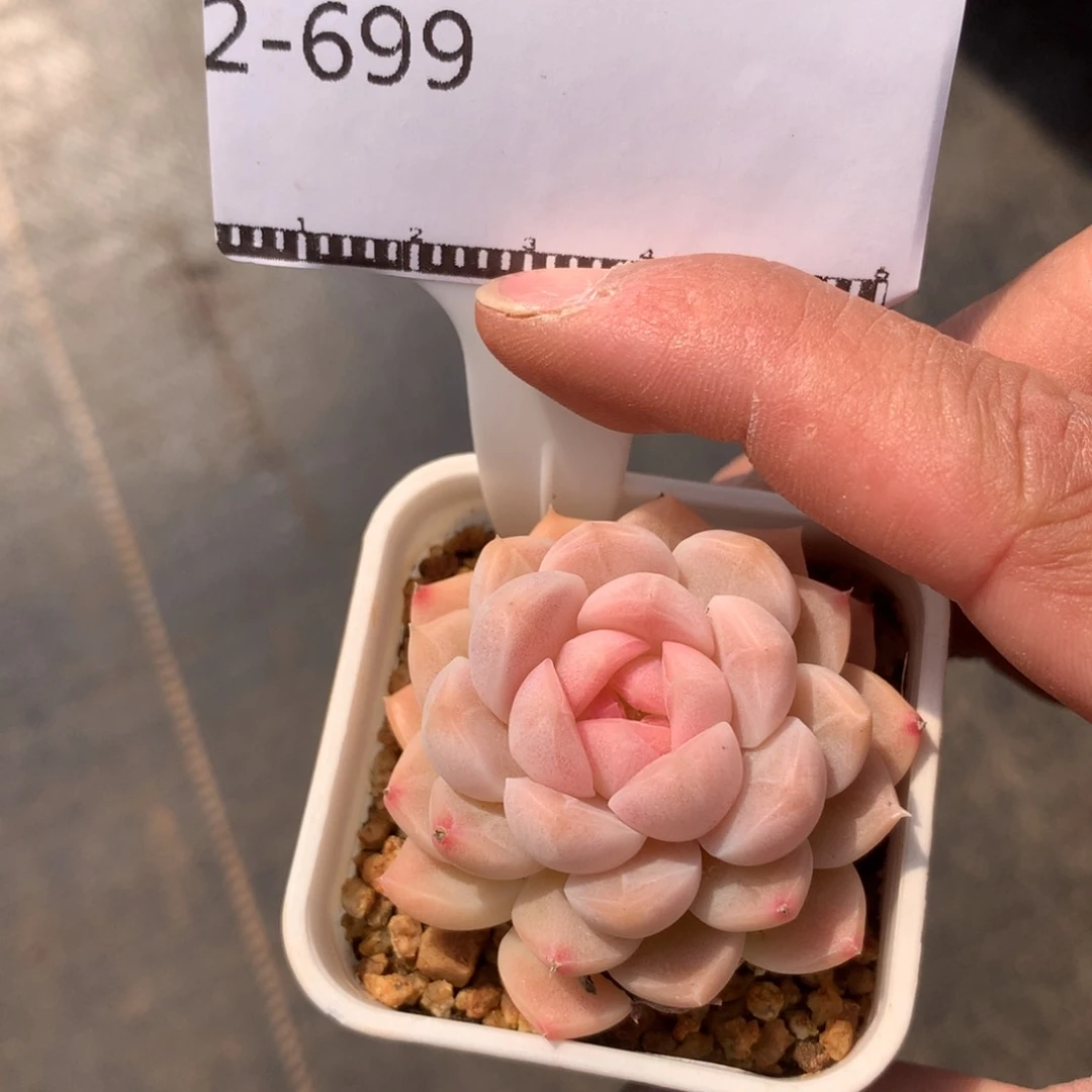 白桃汽水老桩多肉58包邮
