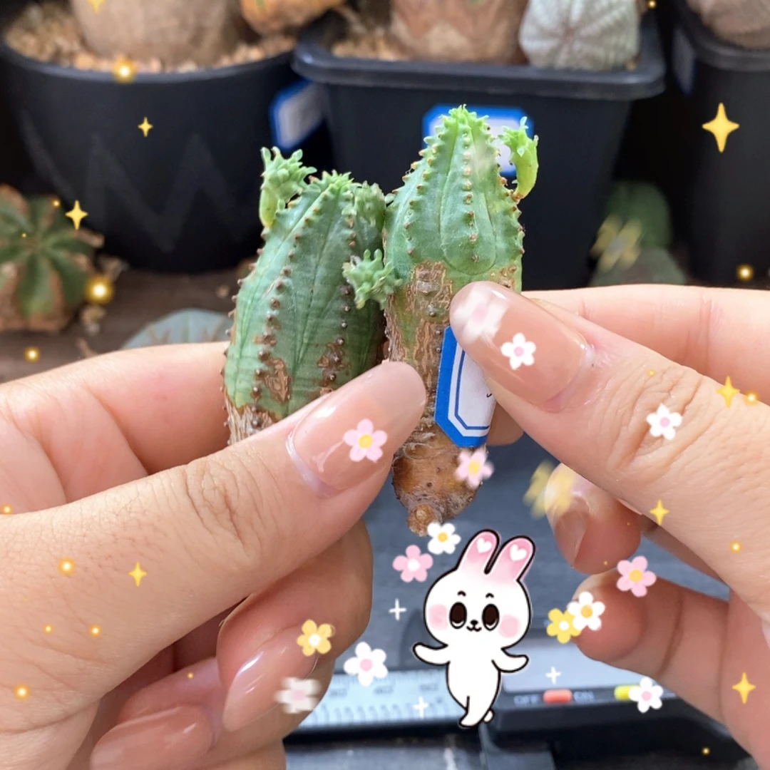 10欧系实生布纹球 一物一拍