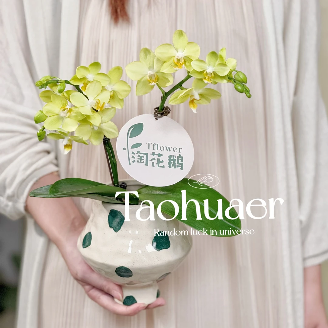 拉巴斯蝴蝶兰专业培育基地盆栽带花苞绿植室内好养