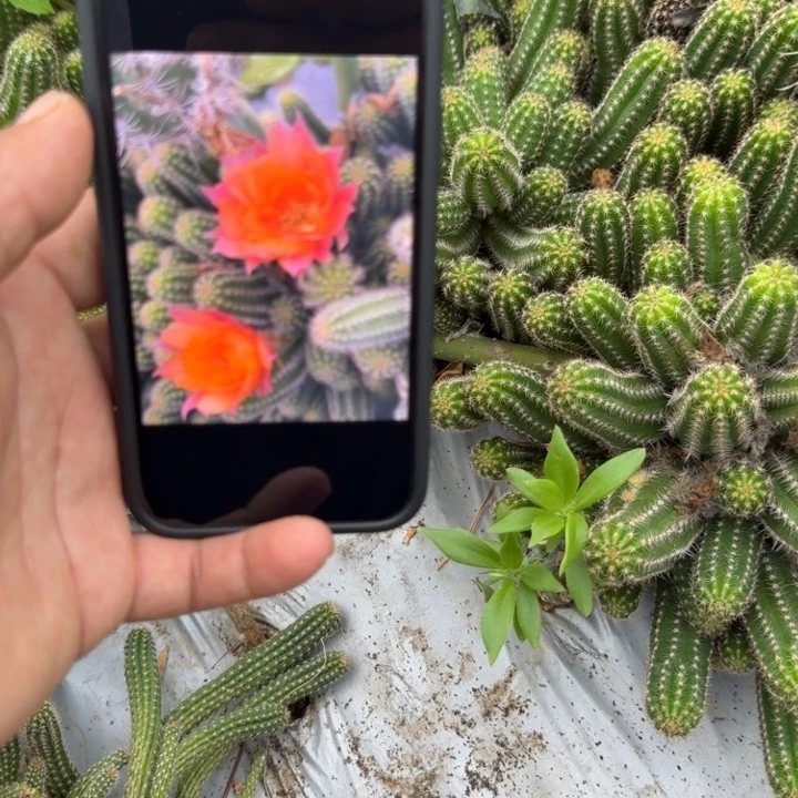 白檀仙人掌976侧芽一个