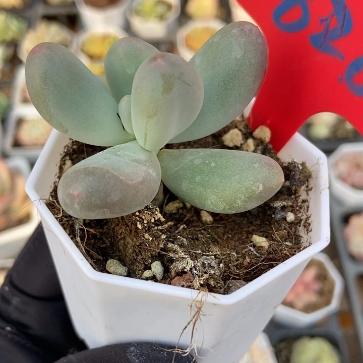 828米可奶多肉植物保护