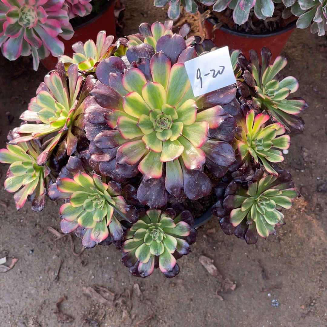 12-9-20二代美肌法师锦