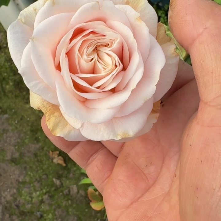 无花朵爱情喷泉小苗