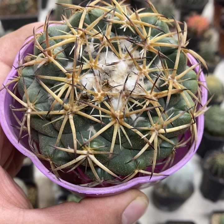 实生中号天丝象牙