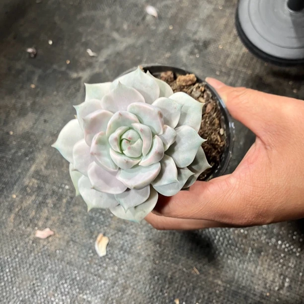白牡丹锦多肉植物