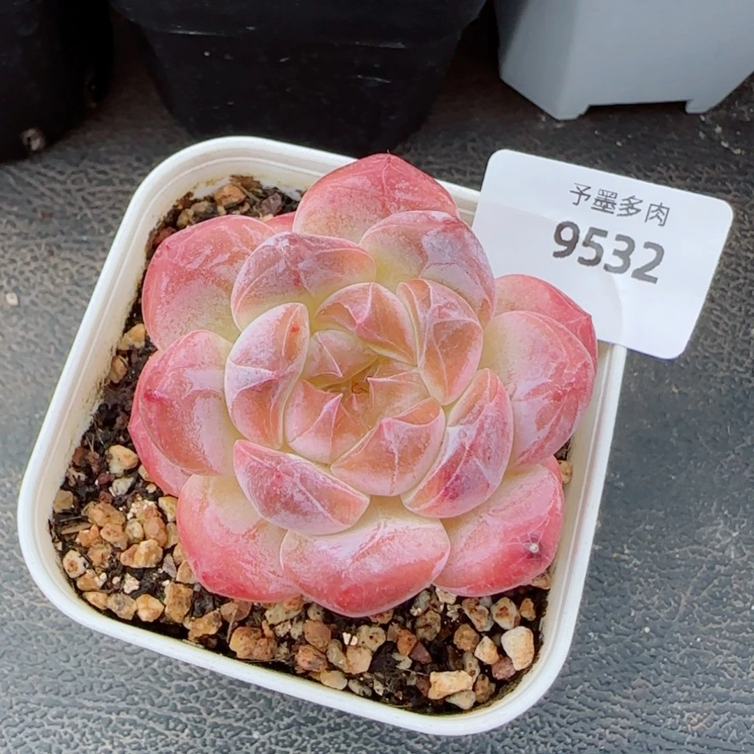 开播福利，9532多肉植物