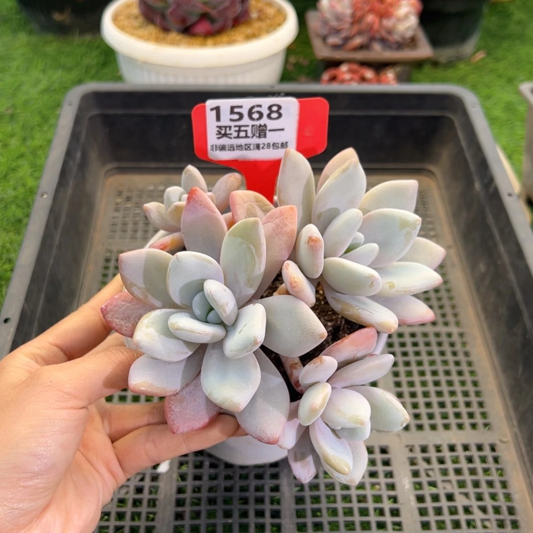 表妹精品多肉1568.