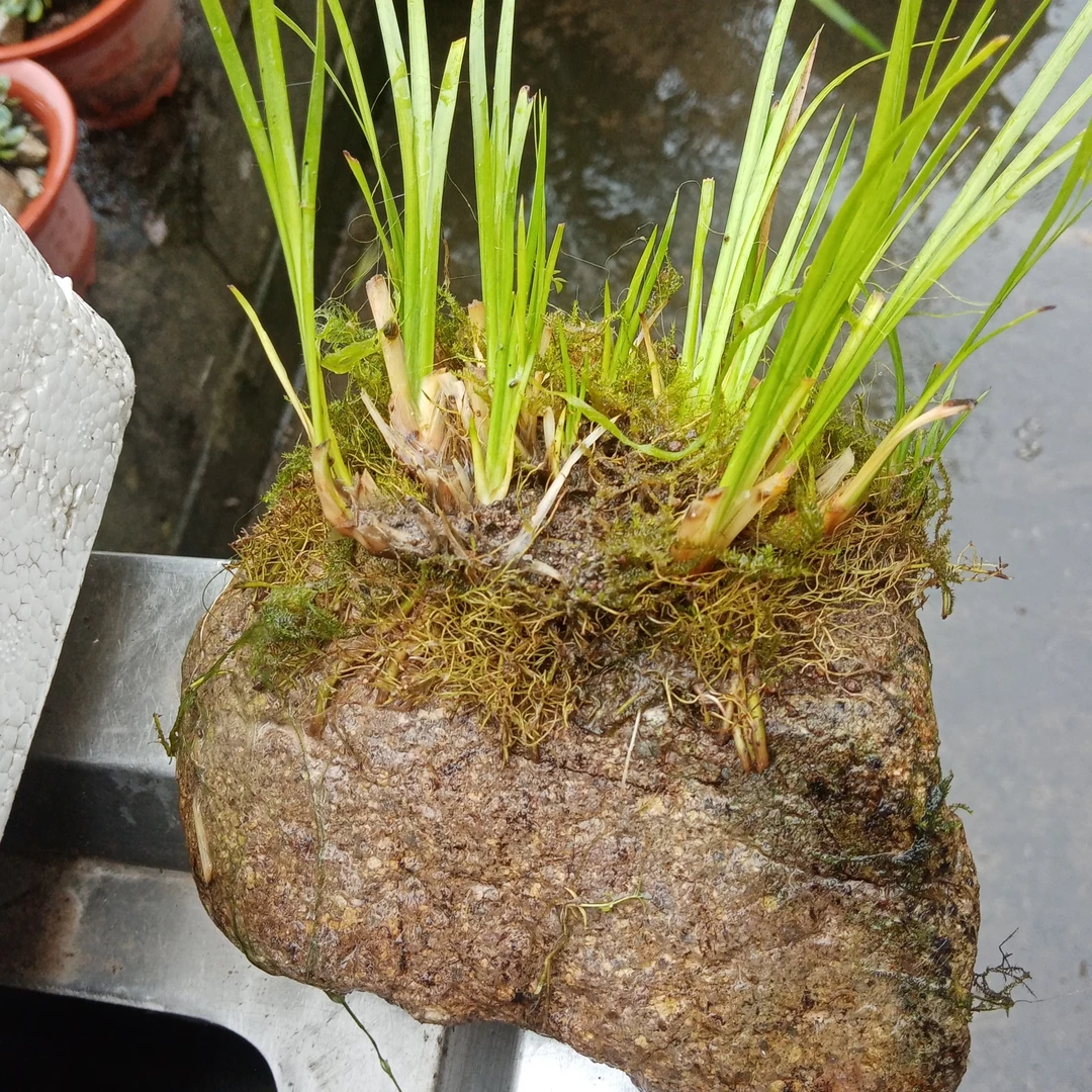 符石石菖蒲水培植物可用于造景净化空气绿植