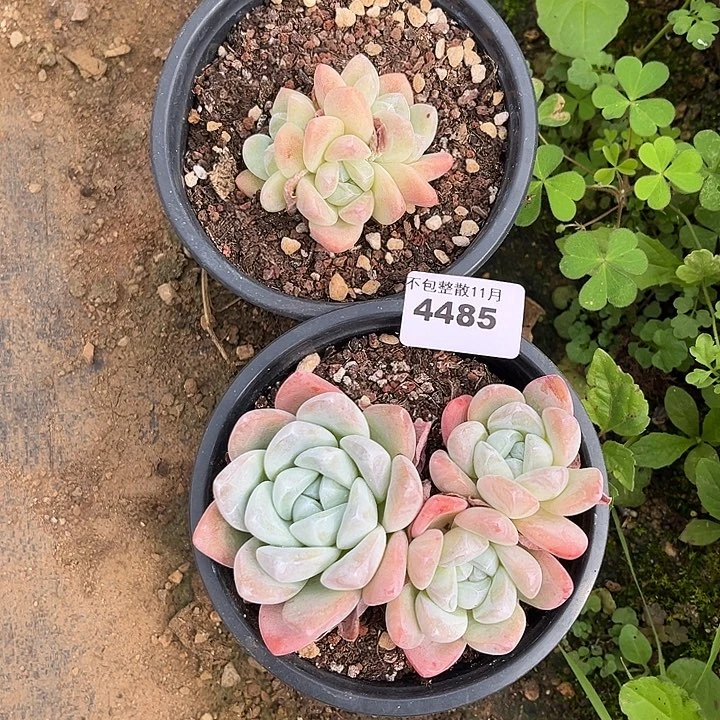 阿雅园艺。       4485