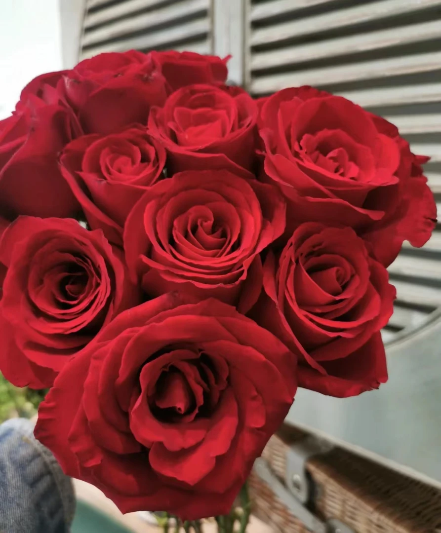 【陌上花开】卡罗拉-单头玫瑰（注意：带包装醒花哦~）