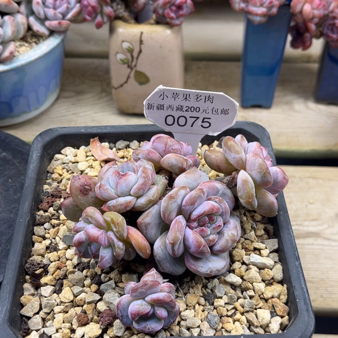 绿底紫心075/12cm7头有砍