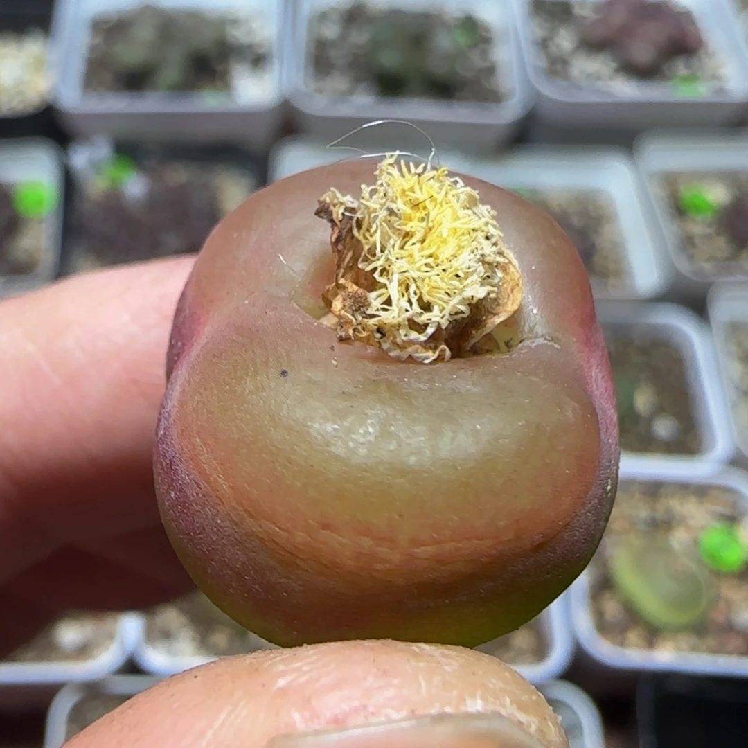 2.3漂亮多肉植物27