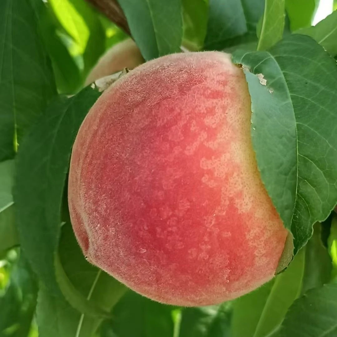 顺丰包邮！湖北枣阳【霸王脆桃】脆甜可口果园直发