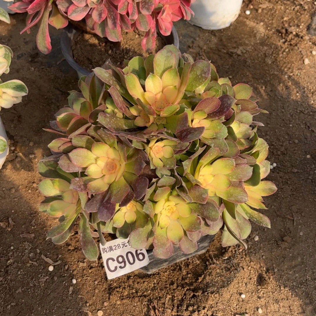 906多肉植物洛神