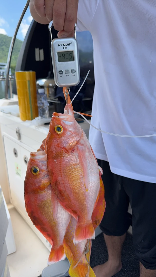 野生海捕金菠萝鱼龙狐鲷鱼新鲜美味海鲜