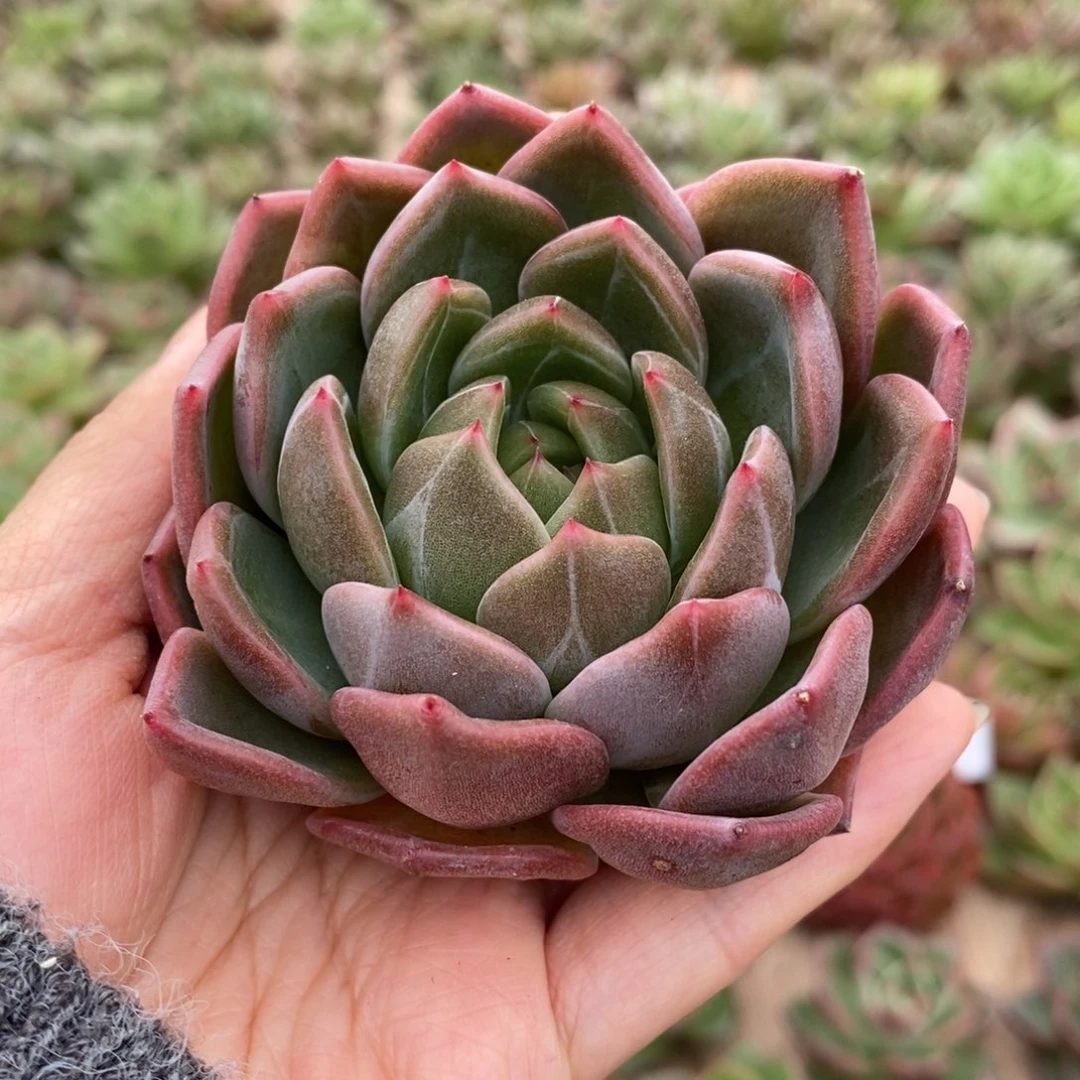 无花朵96 号东云系多肉植物