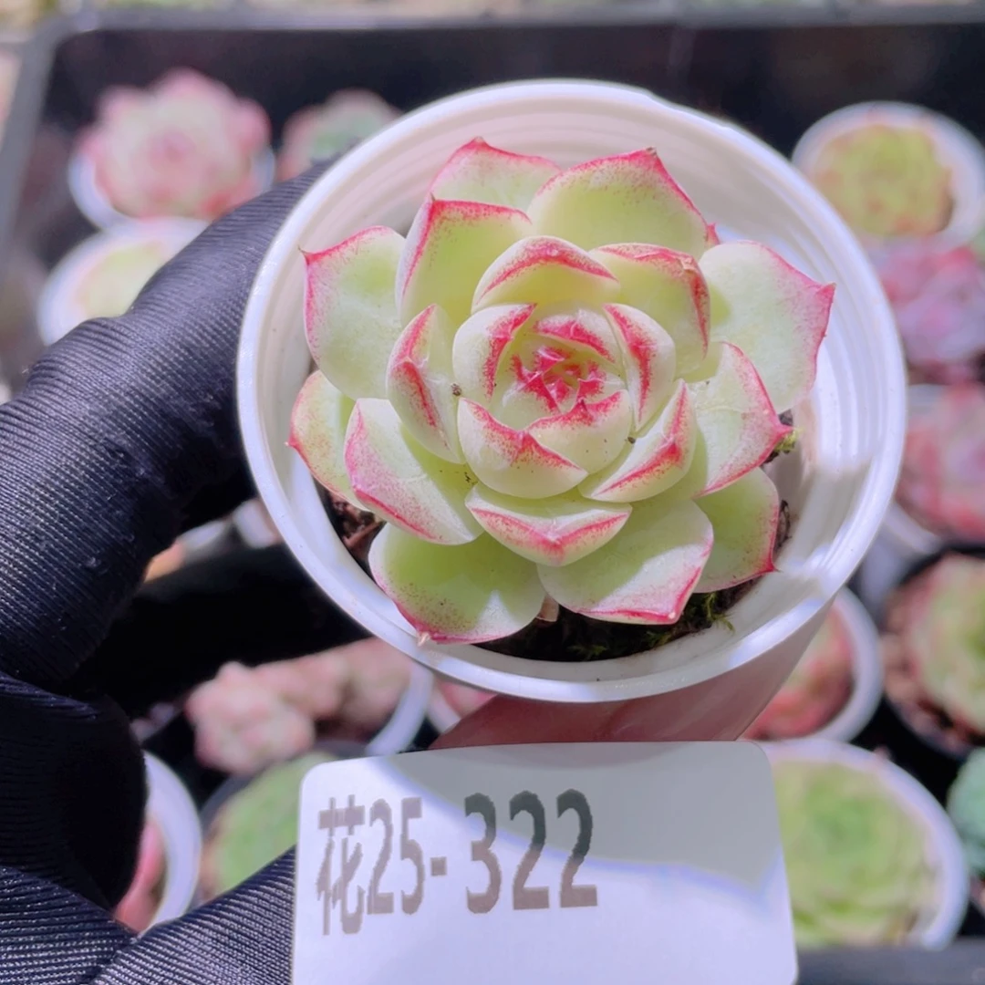 花利美25-322女王玫瑰
