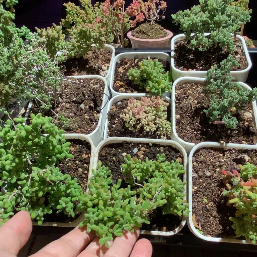 枝干番杏多肉植物606