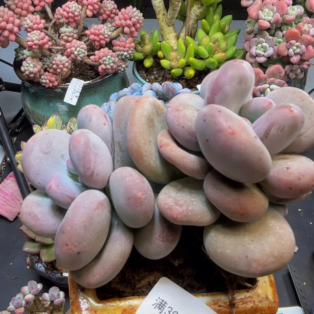 黄金大叶奶酪3610/10cm