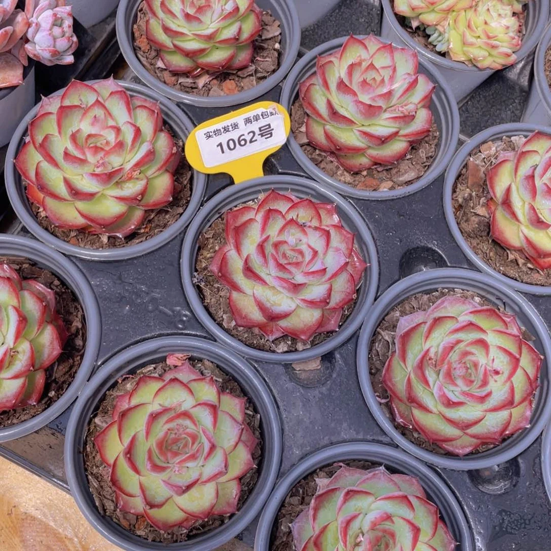 1062号 粉红小猎豹-女王单头一个