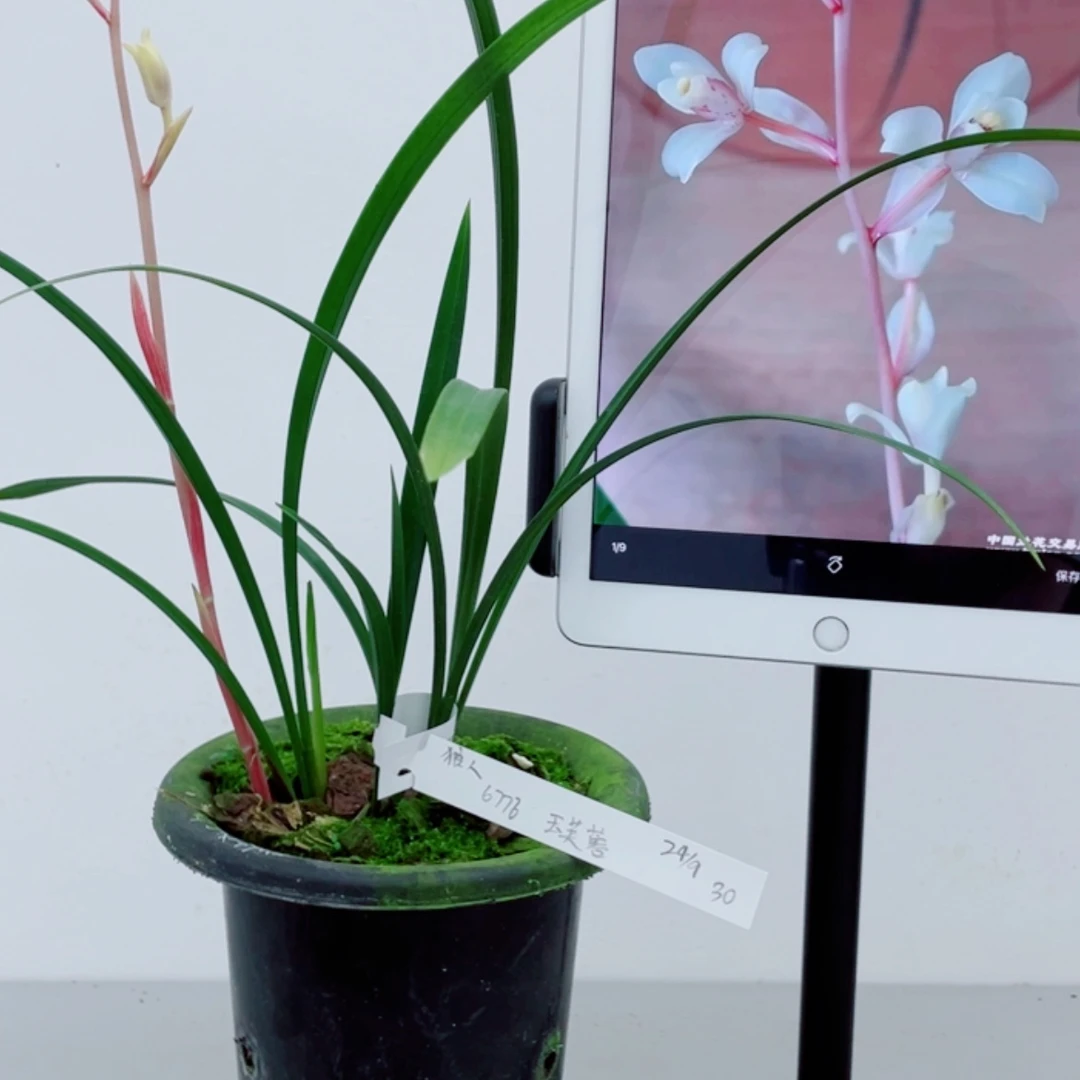 【闪购商品】无花朵狼**食