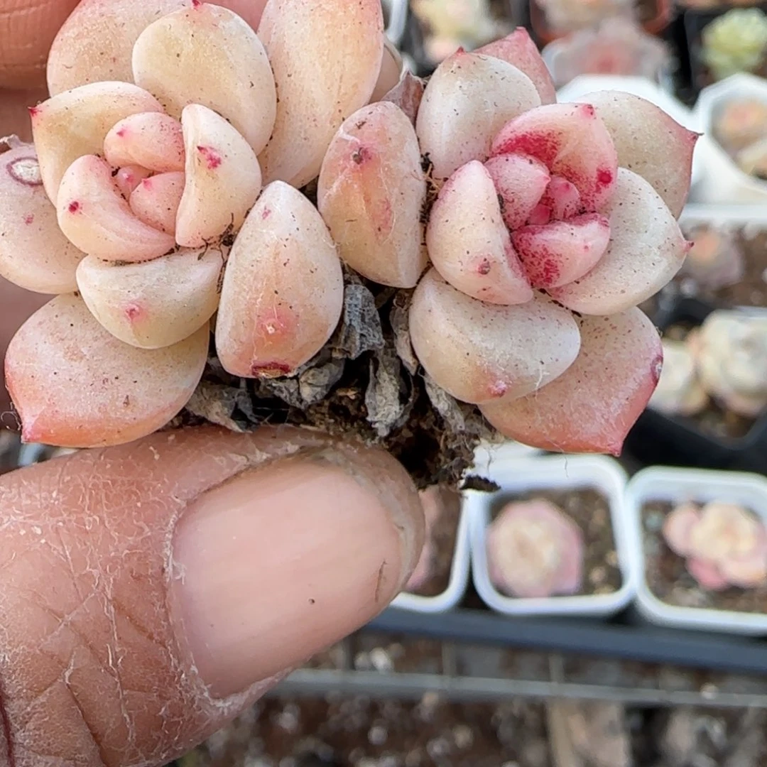 多肉小卡拉米糖心一物一拍